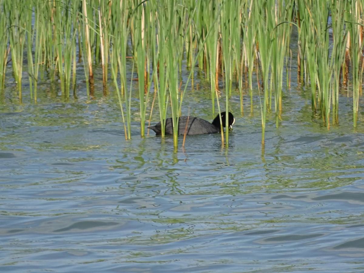 Feriendomizil Am Stoermthaler See, Lagovida, Leipziger Neuseenland, Grosspoesna, Privatstrand エクステリア 写真